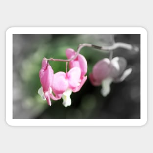 red bleeding hearts, soft background 2 Sticker